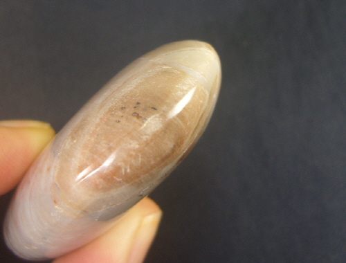 규화목(나무화석 )수정