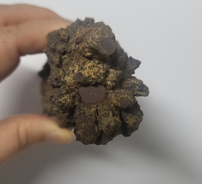 아프리카 똥 화석 (코프로라이트)