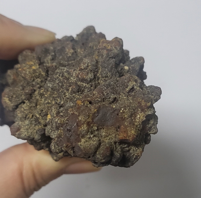 아프리카 똥 화석 (코프로라이트)