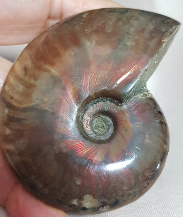 아프리카 오팔암몰라이트 화석