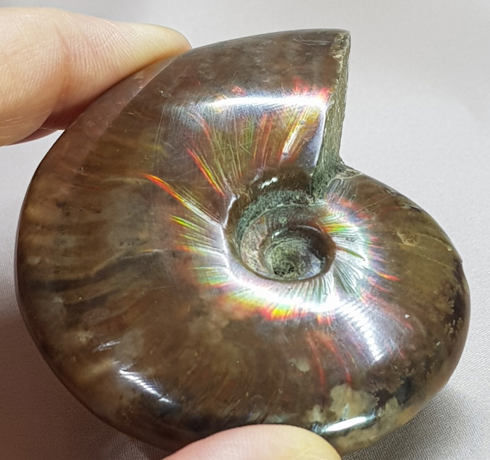 아프리카 오팔암몰라이트 화석