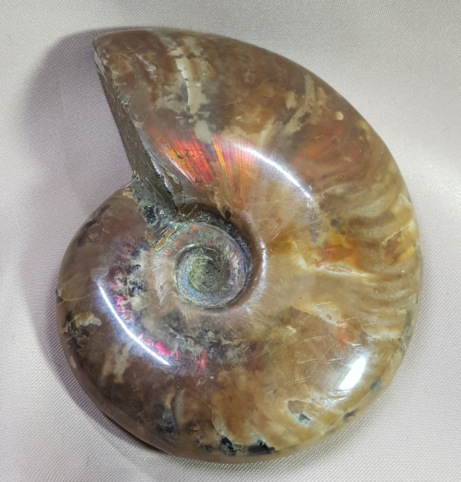 아프리카 오팔암몰라이트 화석