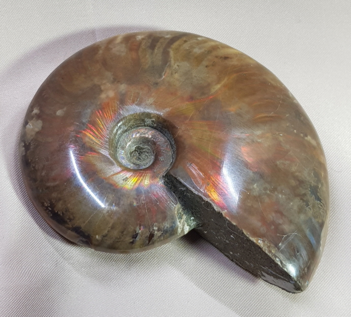 아프리카 오팔암몰라이트 화석