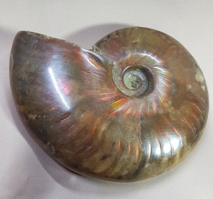 아프리카 오팔암몰라이트 화석