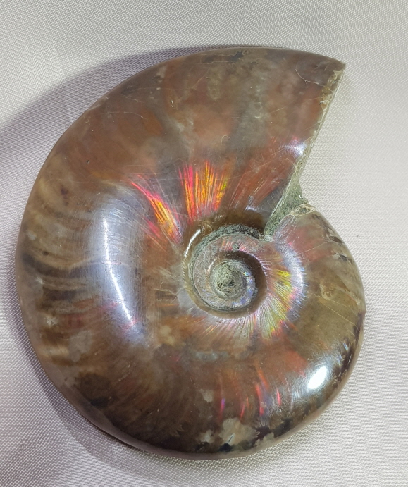 아프리카 오팔암몰라이트 화석