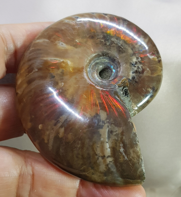 아프리카 오팔암몰라이트 화석