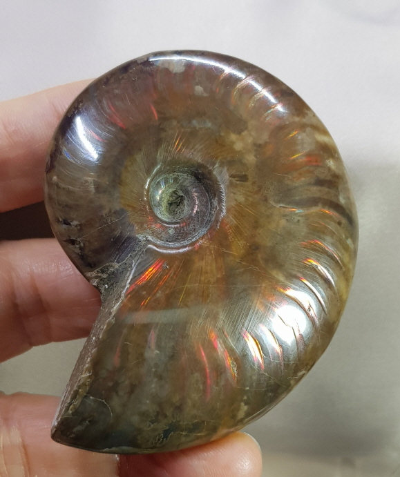 아프리카 오팔암몰라이트 화석