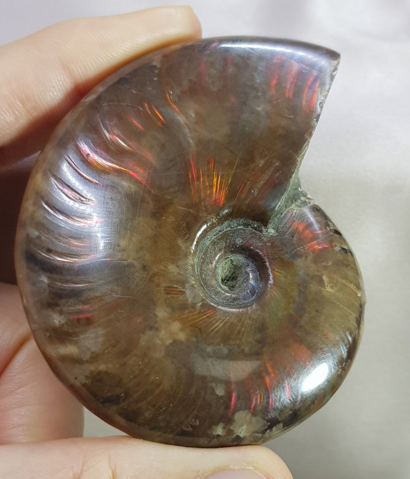 아프리카 오팔암몰라이트 화석