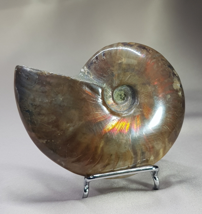 아프리카 오팔암몰라이트 화석