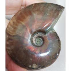 아프리카 오팔암몰라이트 화석