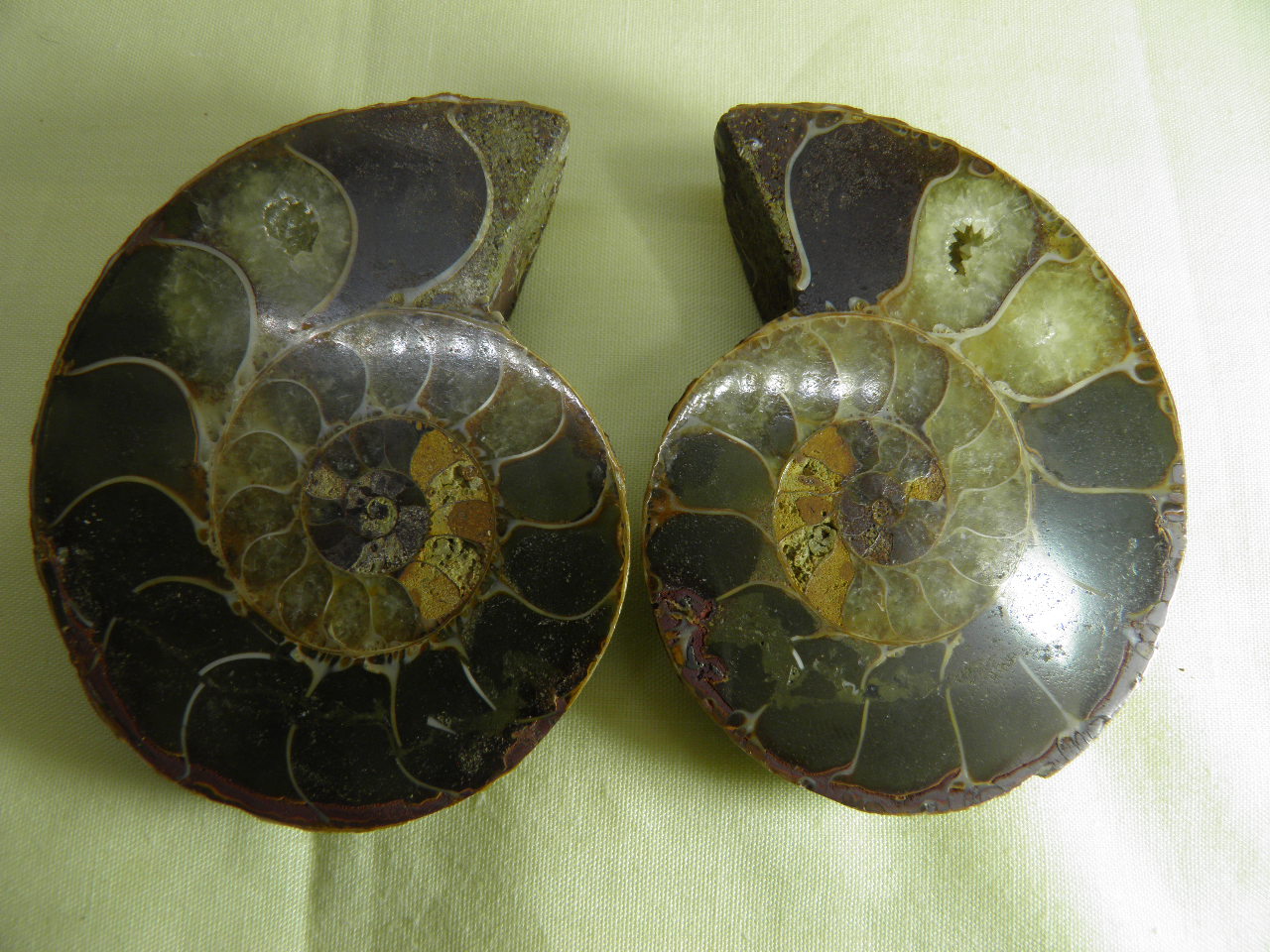 아프리카 암모나이트 화석