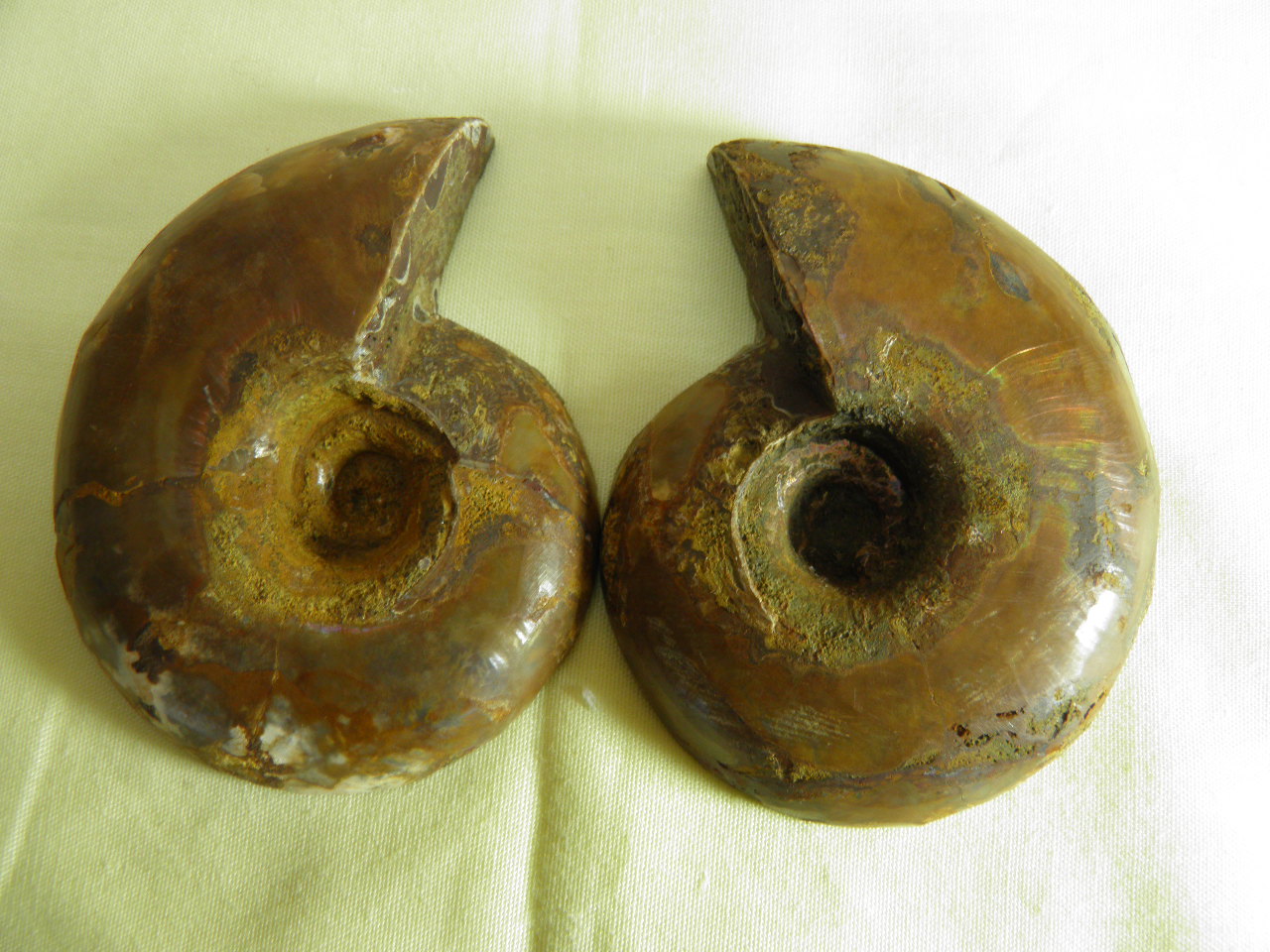 아프리카 암모나이트 화석