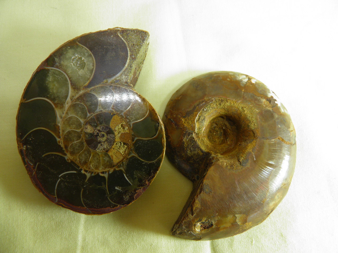 아프리카 암모나이트 화석