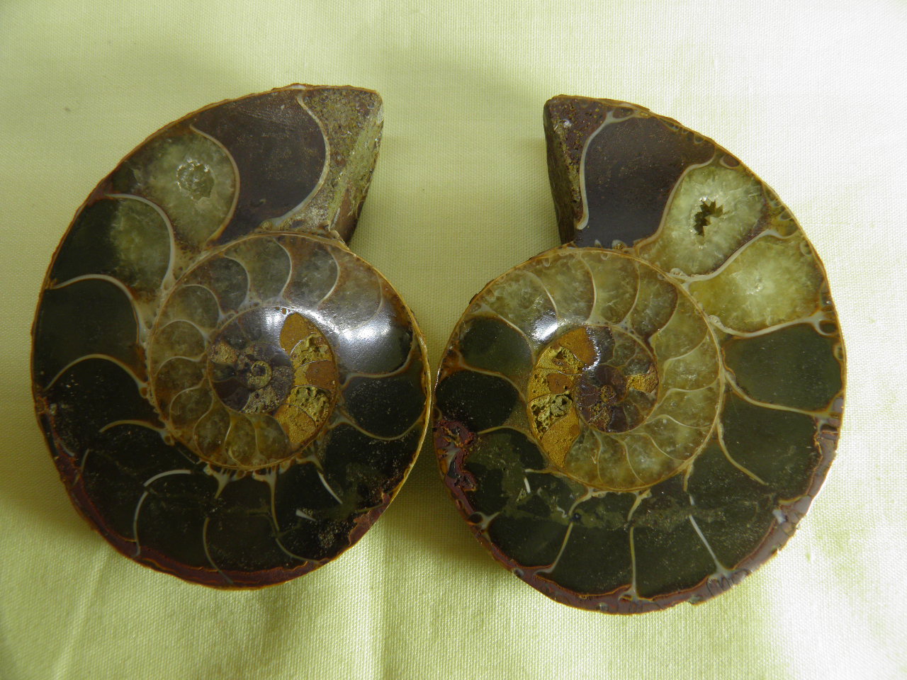 아프리카 암모나이트 화석