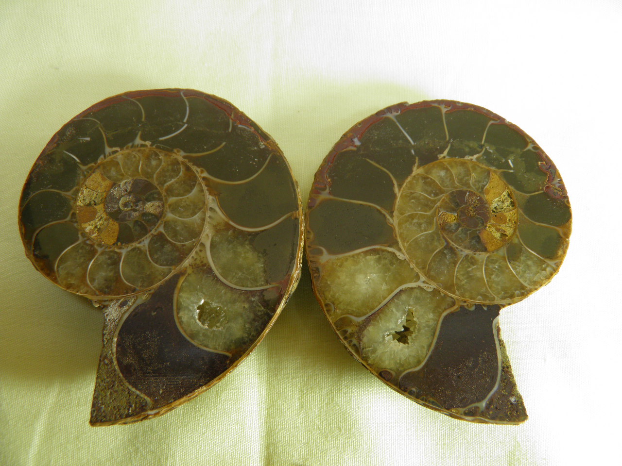 아프리카 암모나이트 화석