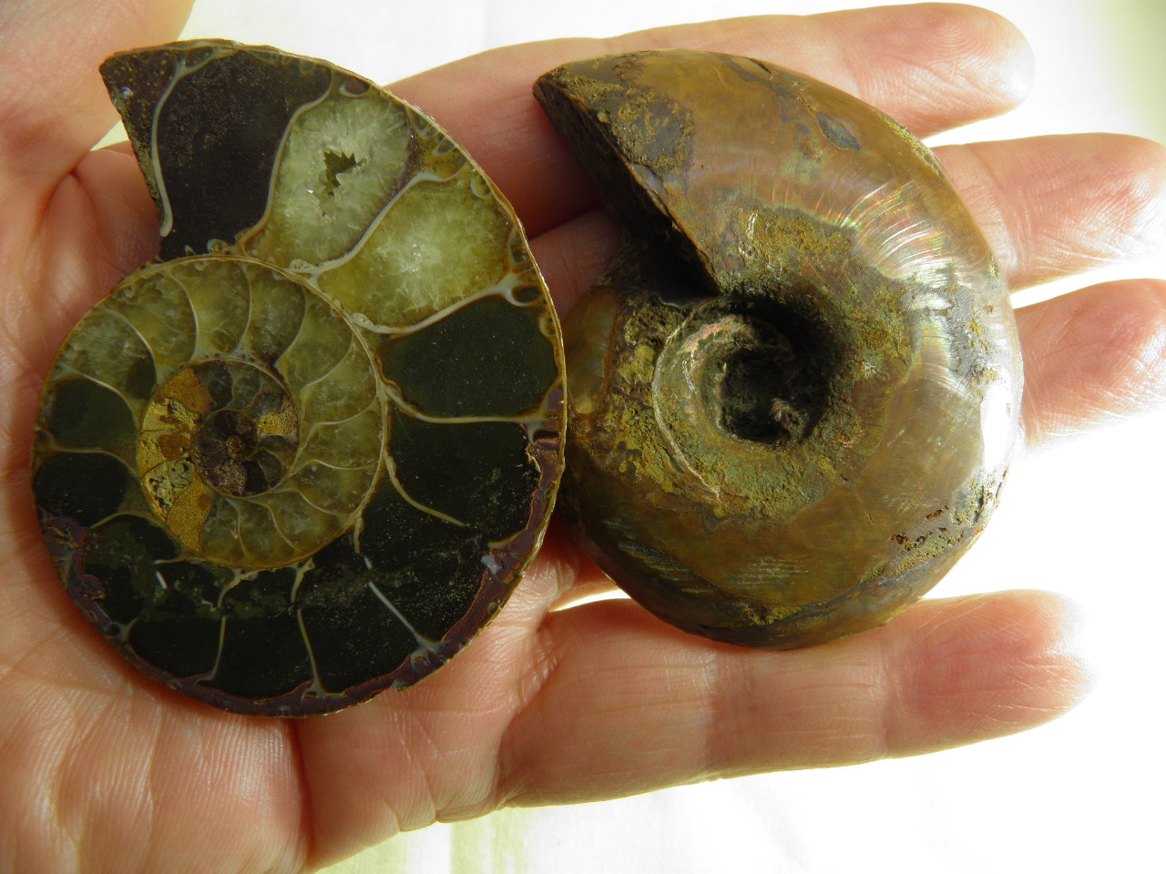 아프리카 암모나이트 화석