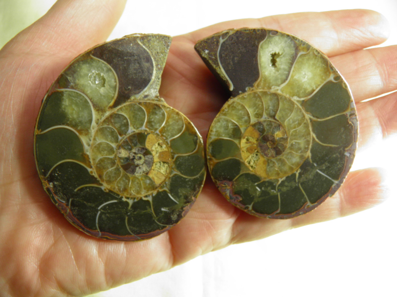 아프리카 암모나이트 화석