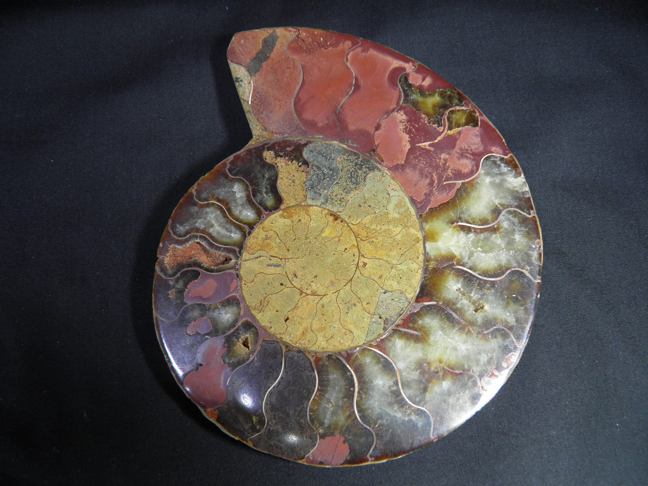 아름다운 색감 암모나이트