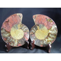 아름다운 색감 암모나이트