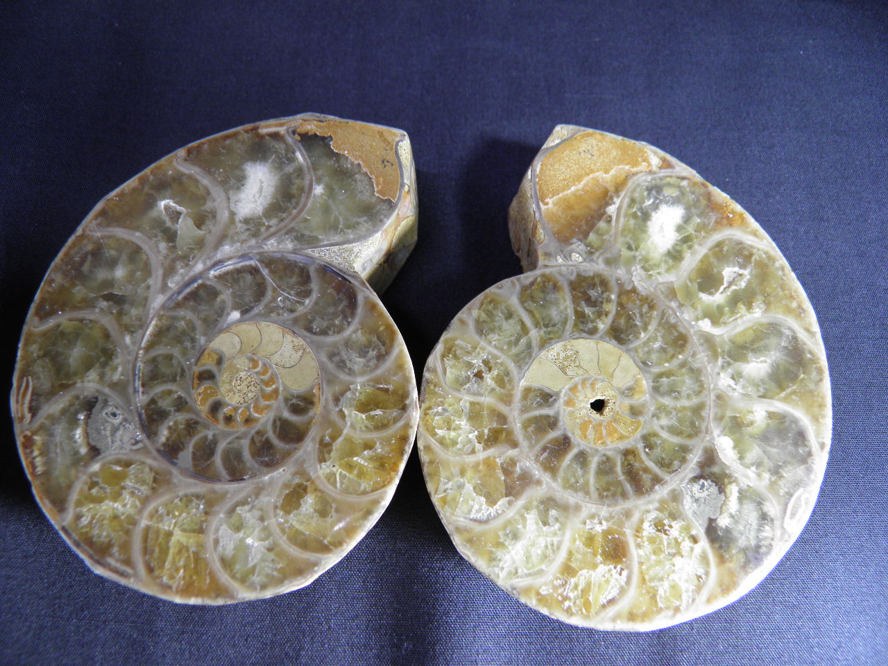 칼싸이트 암모나이트