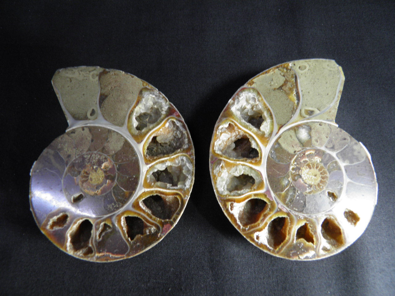 아프리카 암모나이트