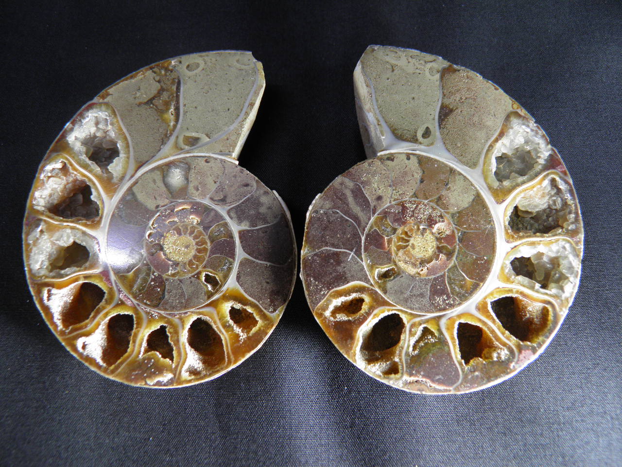 아프리카 암모나이트