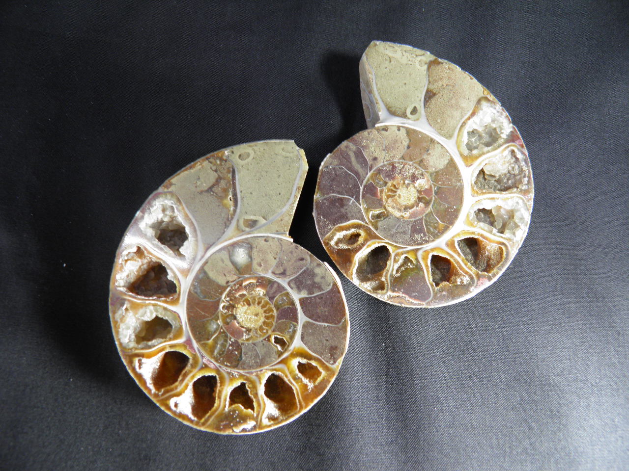 아프리카 암모나이트