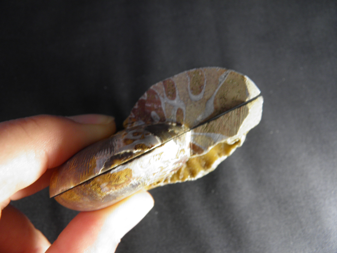 아프리카 암모나이트