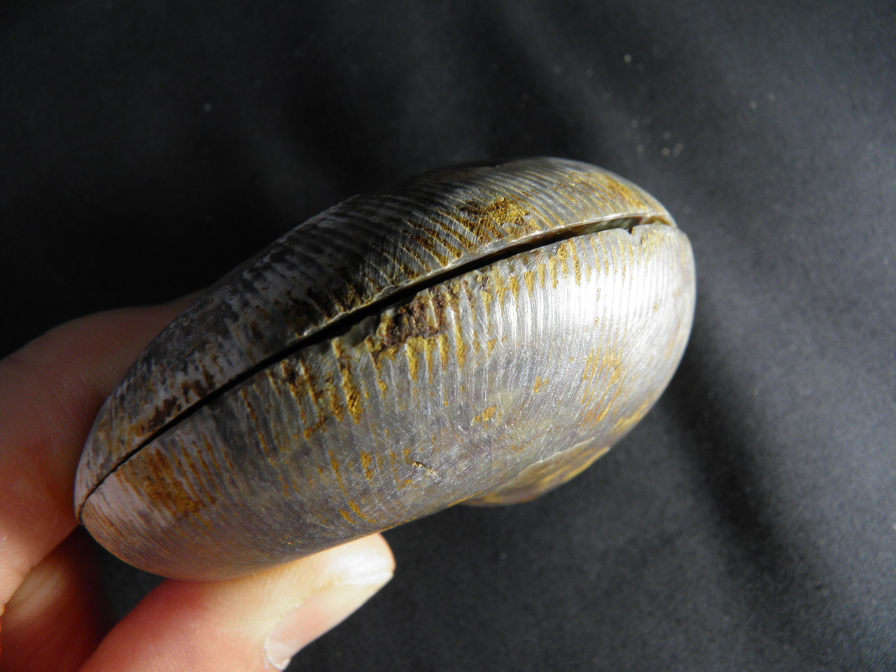 아프리카 암모나이트