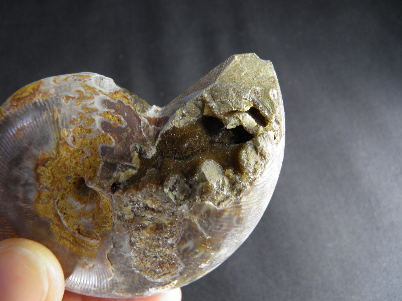 아프리카 암모나이트