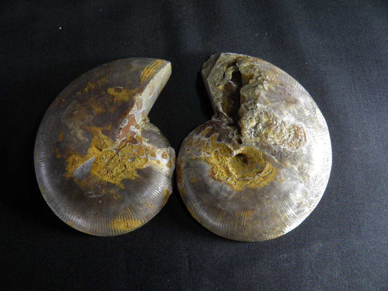 아프리카 암모나이트