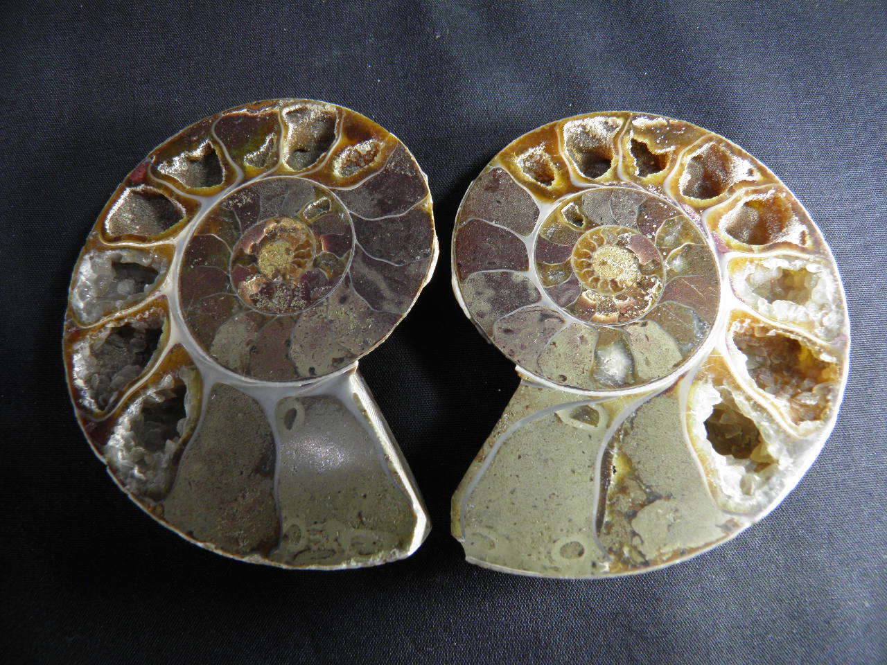 아프리카 암모나이트