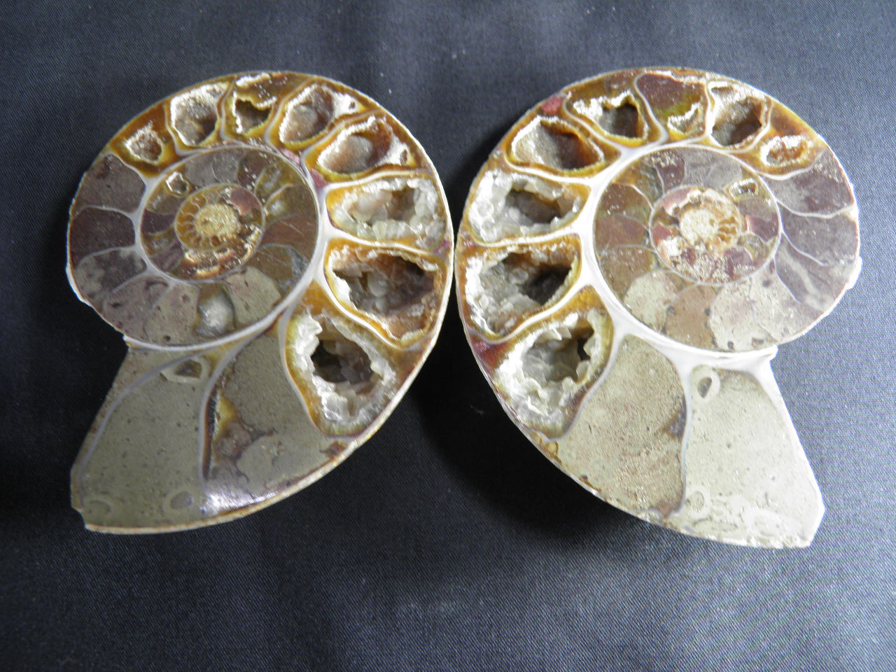 아프리카 암모나이트