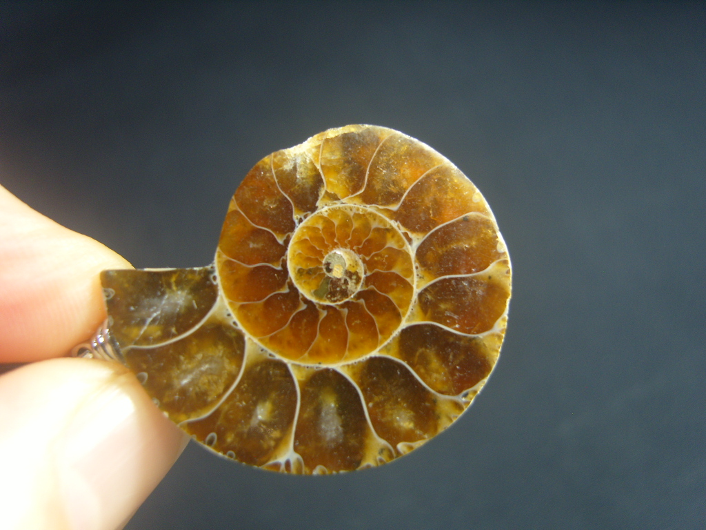 아프리카 암모나이트 화석 펜던트