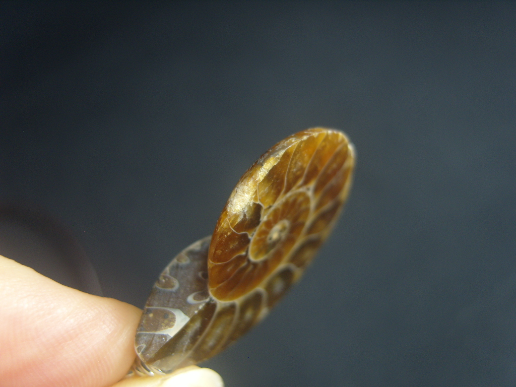 아프리카 암모나이트 화석 펜던트