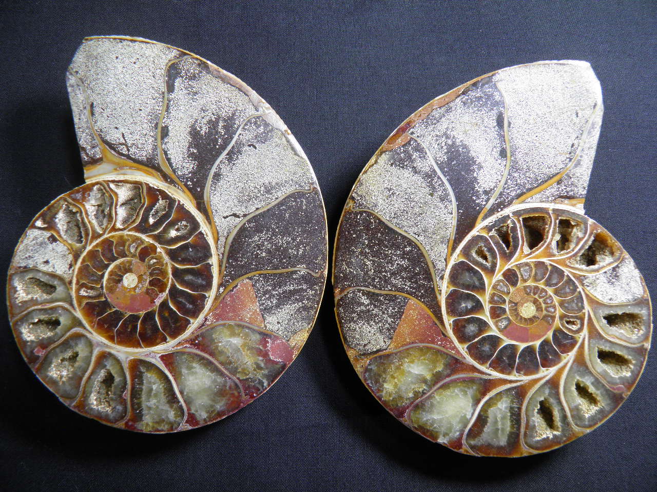 아프리카암모나이트화석