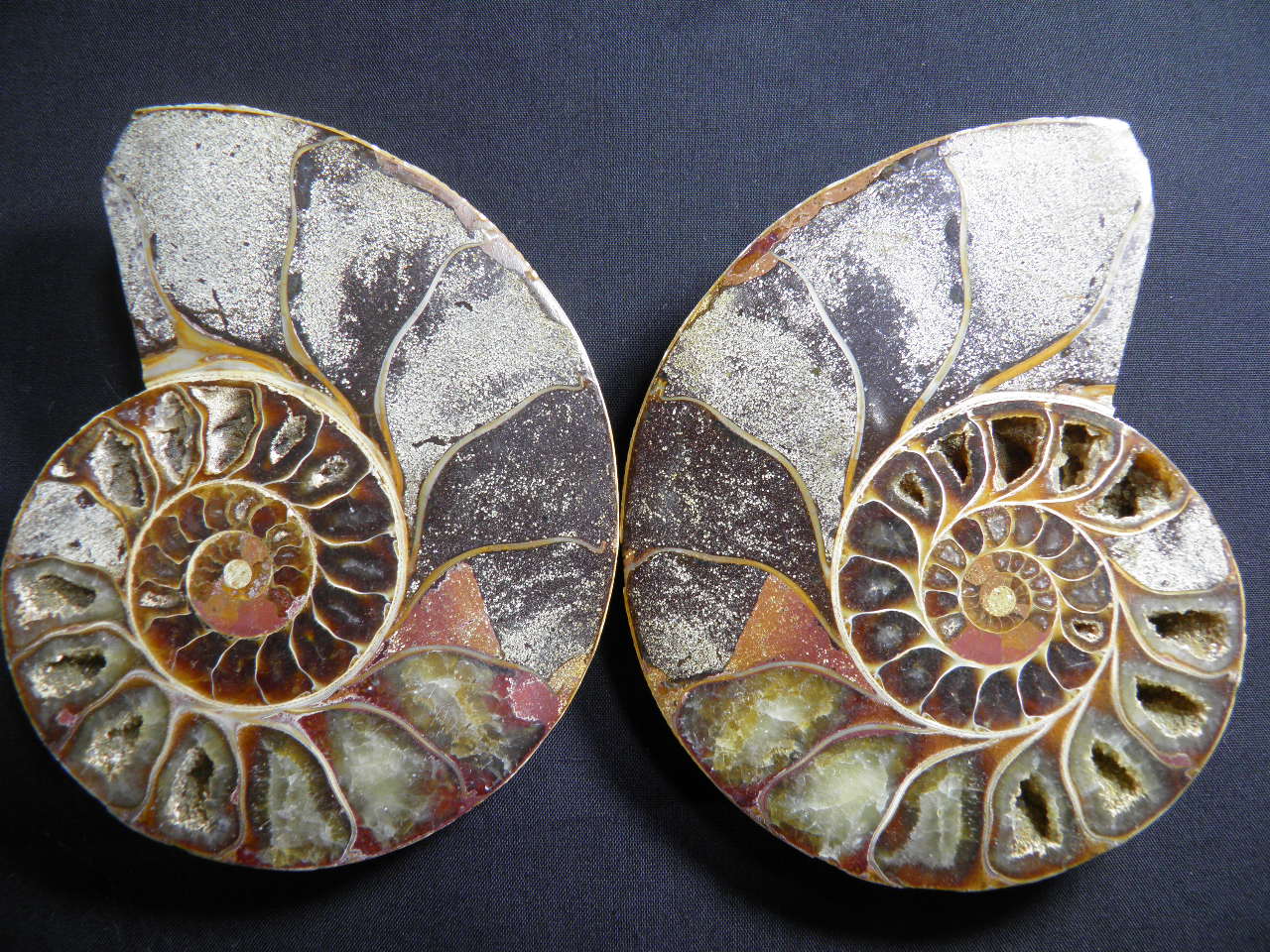 아프리카암모나이트화석