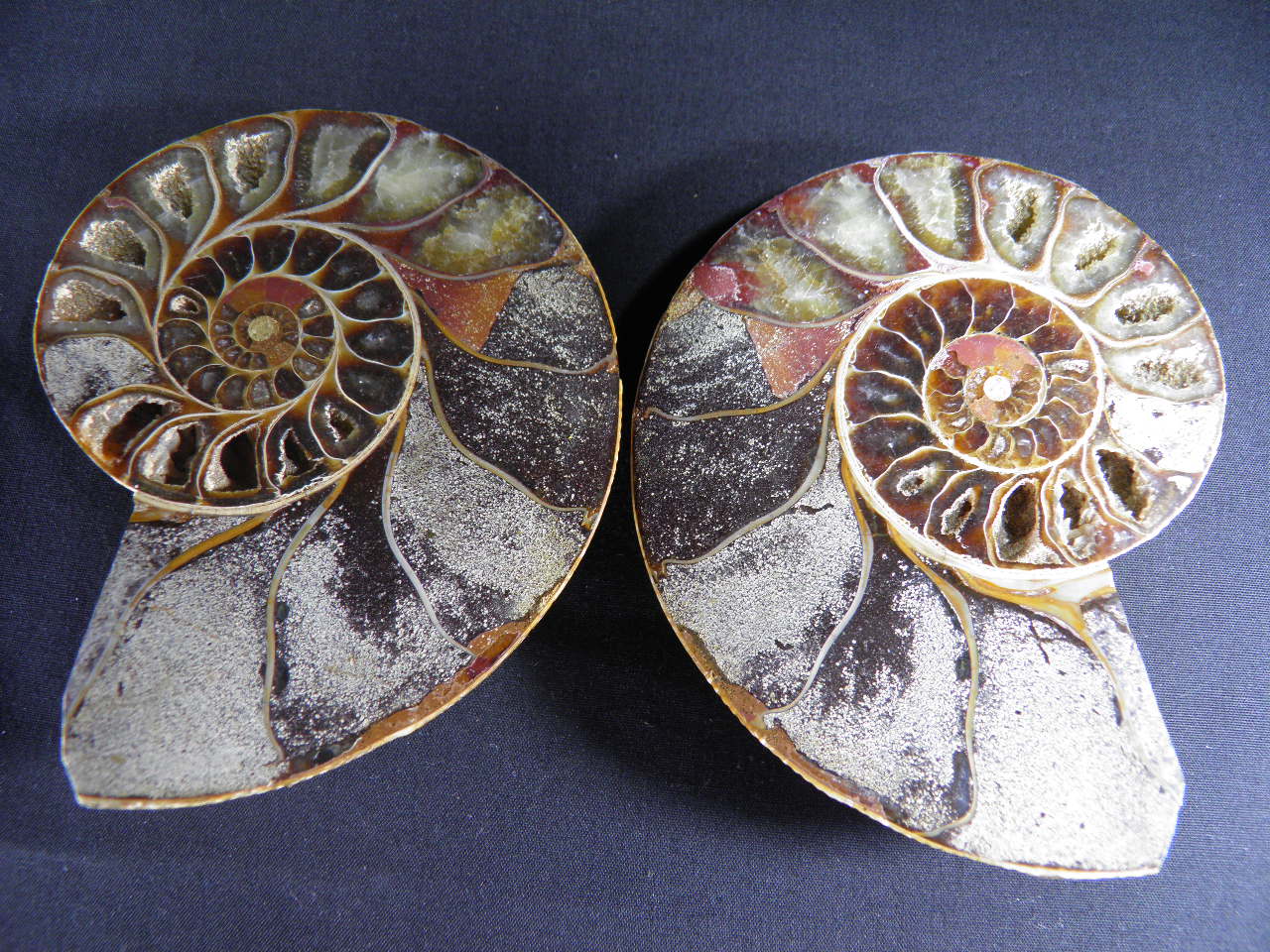 아프리카암모나이트화석