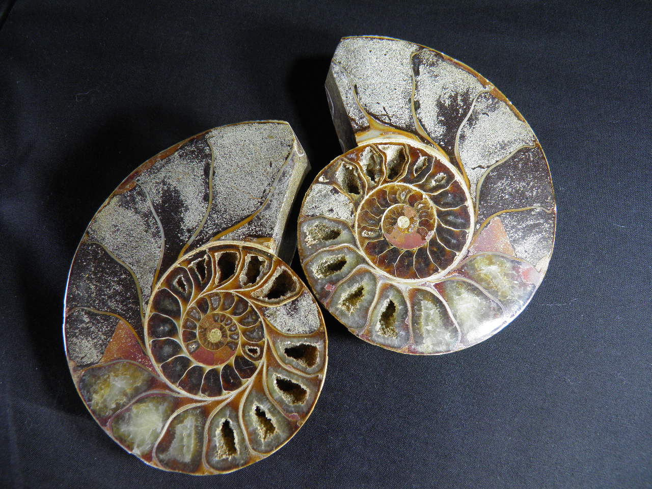 아프리카암모나이트화석