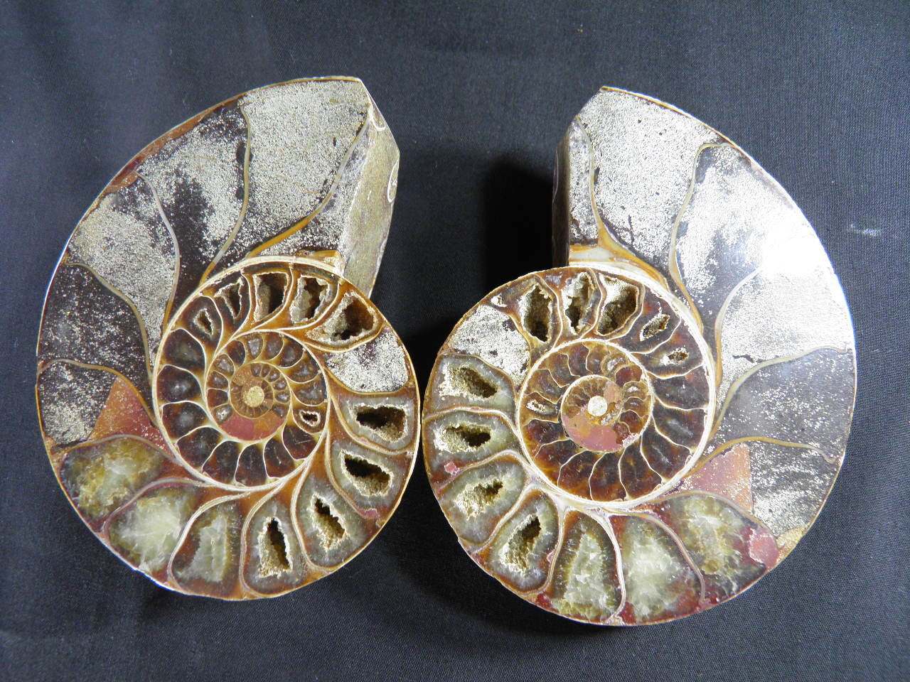 아프리카암모나이트화석