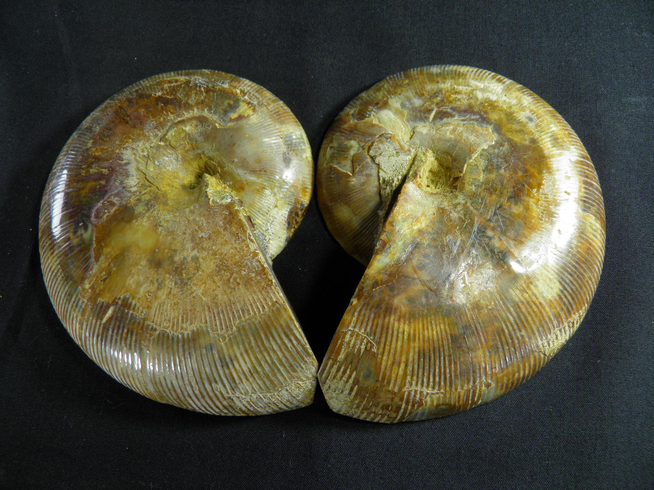 아프리카암모나이트화석