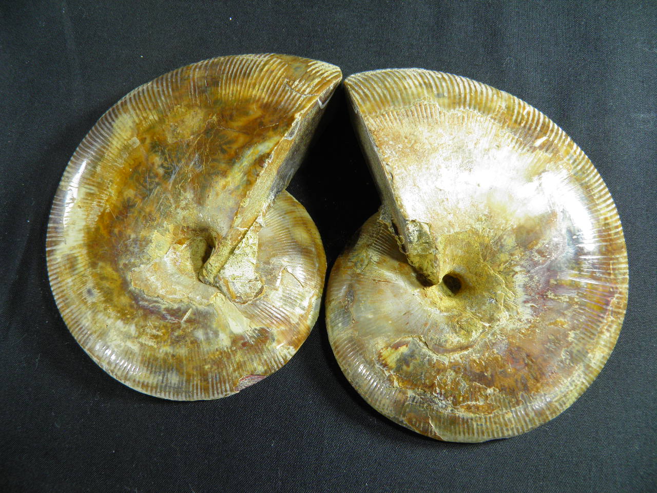 아프리카암모나이트화석