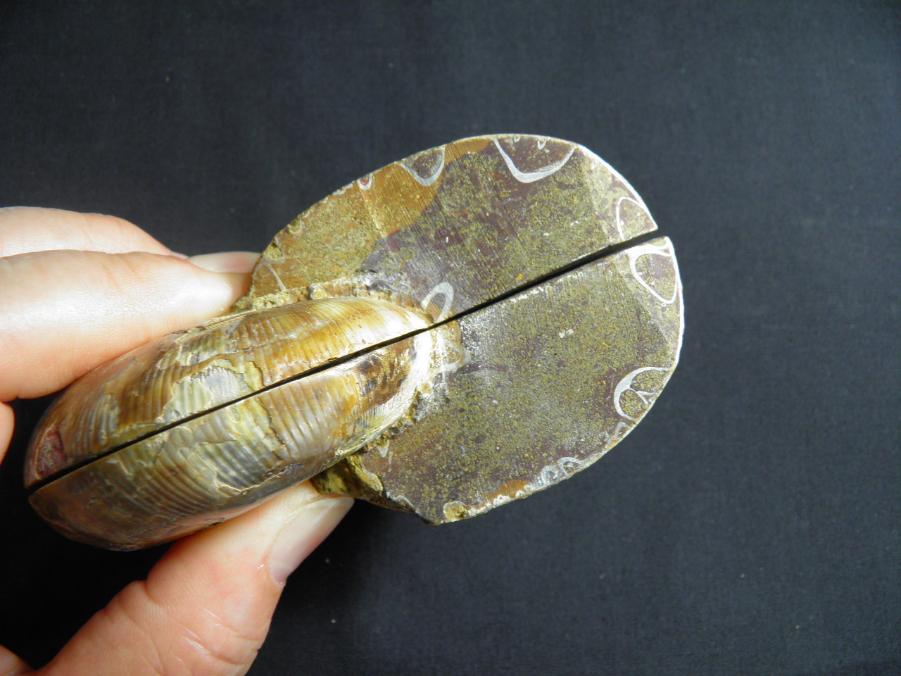 아프리카암모나이트화석