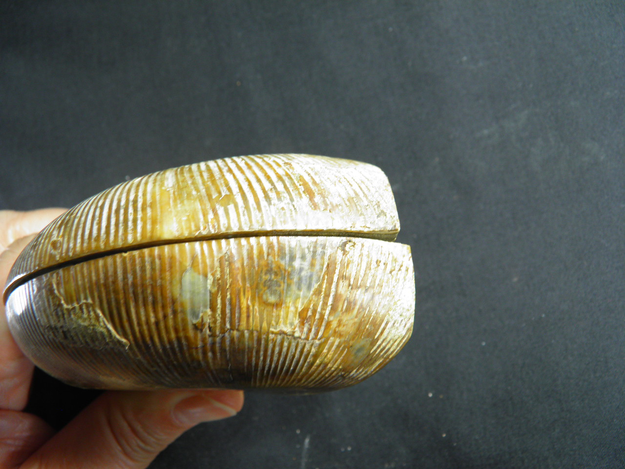 아프리카암모나이트화석