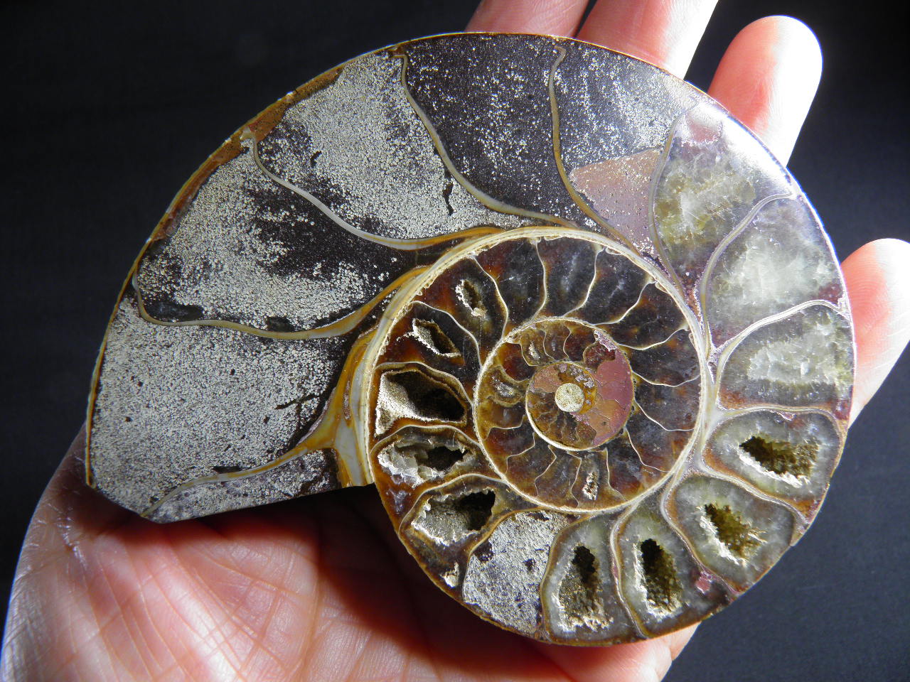 아프리카암모나이트화석