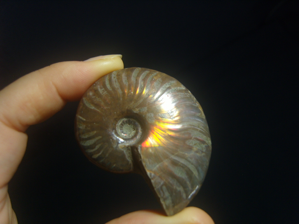 아프리카 암몰라이트