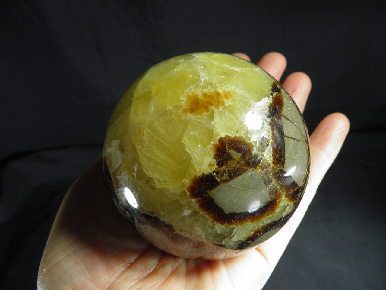 아프리카 셉타리안 70mm구