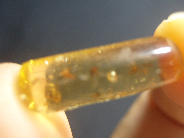 작은벌레들이 들어있는호박