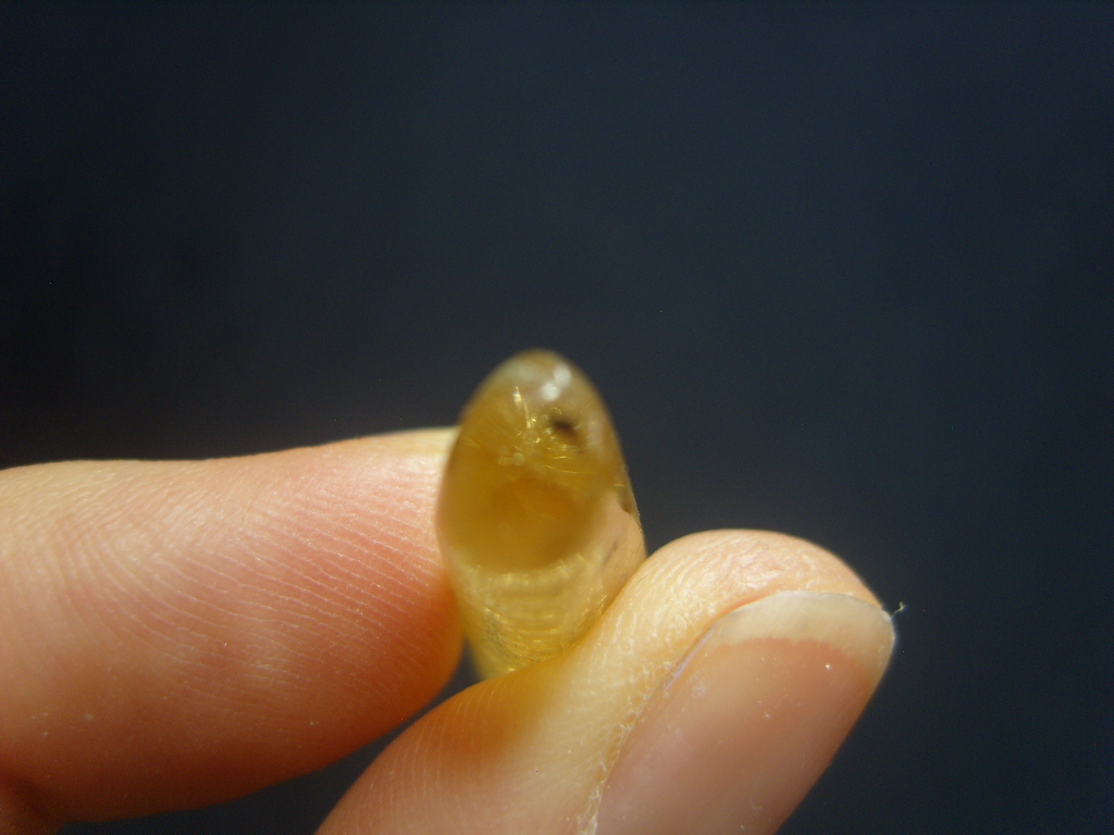 벌레들어있는호박