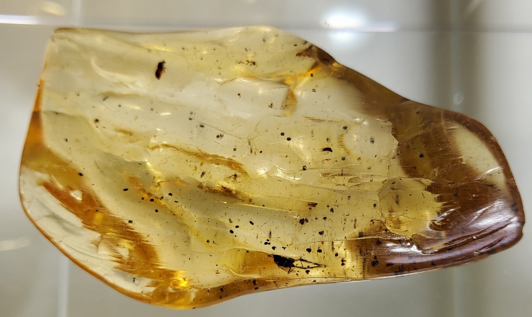 아프리카 호박 화석